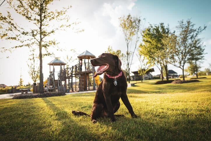 Chocolate lab sitting at the park at The Grove Frisco