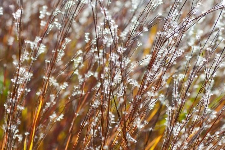 bluestem-grass-blackland-prairie-the-grove-frisco.jpg