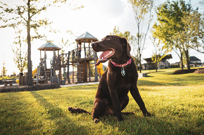 Dog at park in The Grove Frisco community Frisco, TX