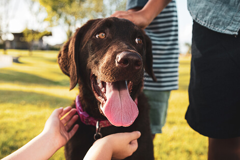 The Grove Frisco Gartner Bark Park in Frisco, TX